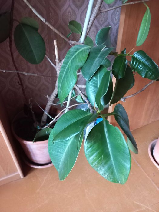 Фікус,  Драцена. Разом 300грн