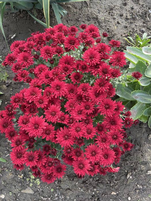 Хризонтема мультифлора