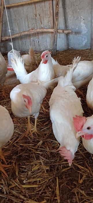 LEGHORN Leghorny  jajka jaja lęgowe