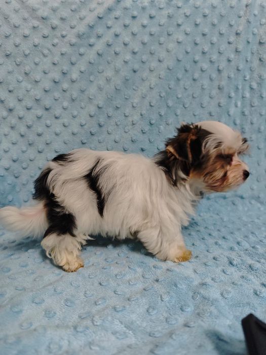 Mini Samiec Yorkshire terrier biewer