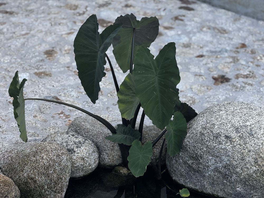 Plantas aquaticas - para lago de jardim
