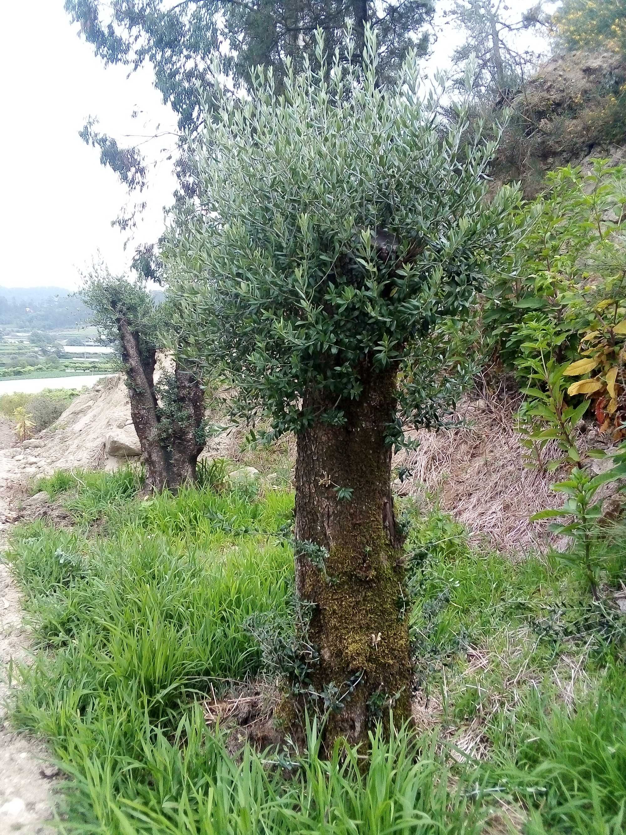 Oliveiras