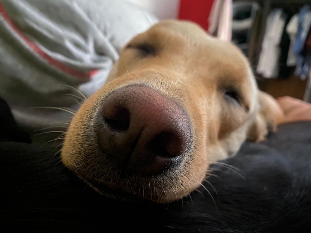 Kira - Cadela raçada de Labrador meiga para adoção responsável