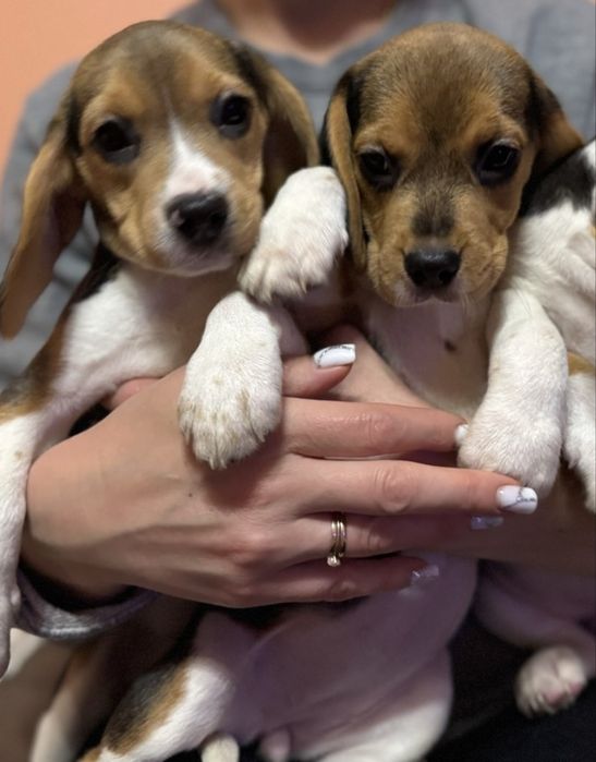 Чарівні малята Бігль