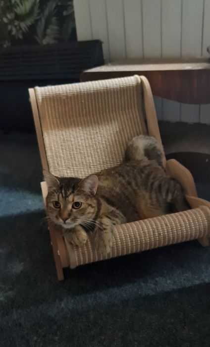 Молода киця смугаста до року