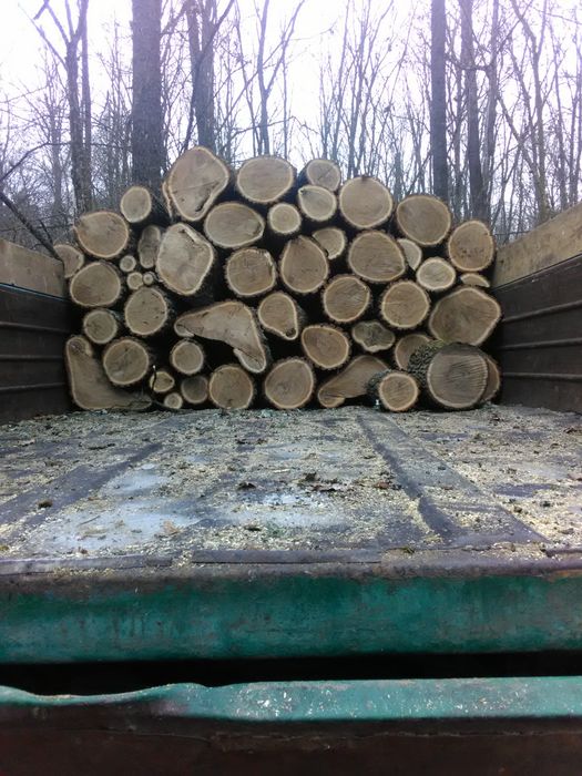 Дрова твердих порід