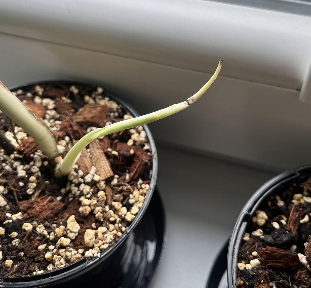 Monstera Variegata - sadzonka nr 1