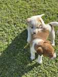 Cachorros para Adoção Responsável