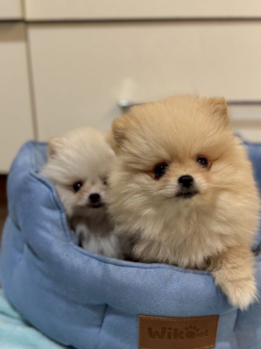 Szpic Miniaturowy PIĘKNY szczeniaczek