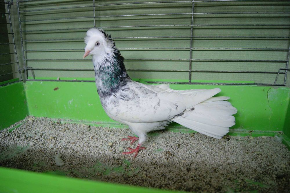 Gdański Sokół z rok.25