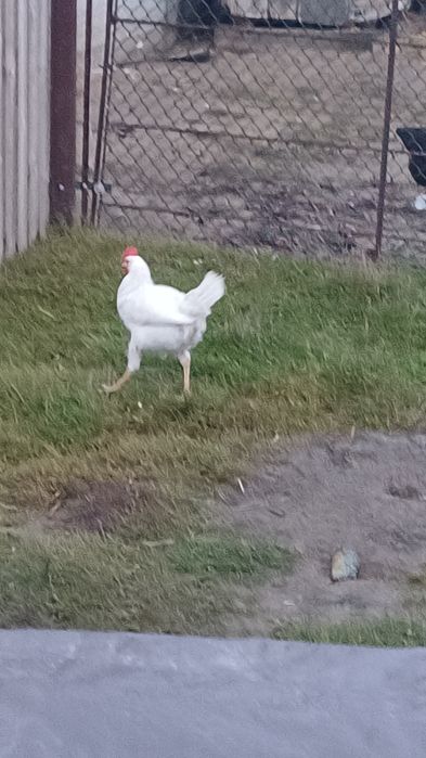 Młode koguty różne rasy