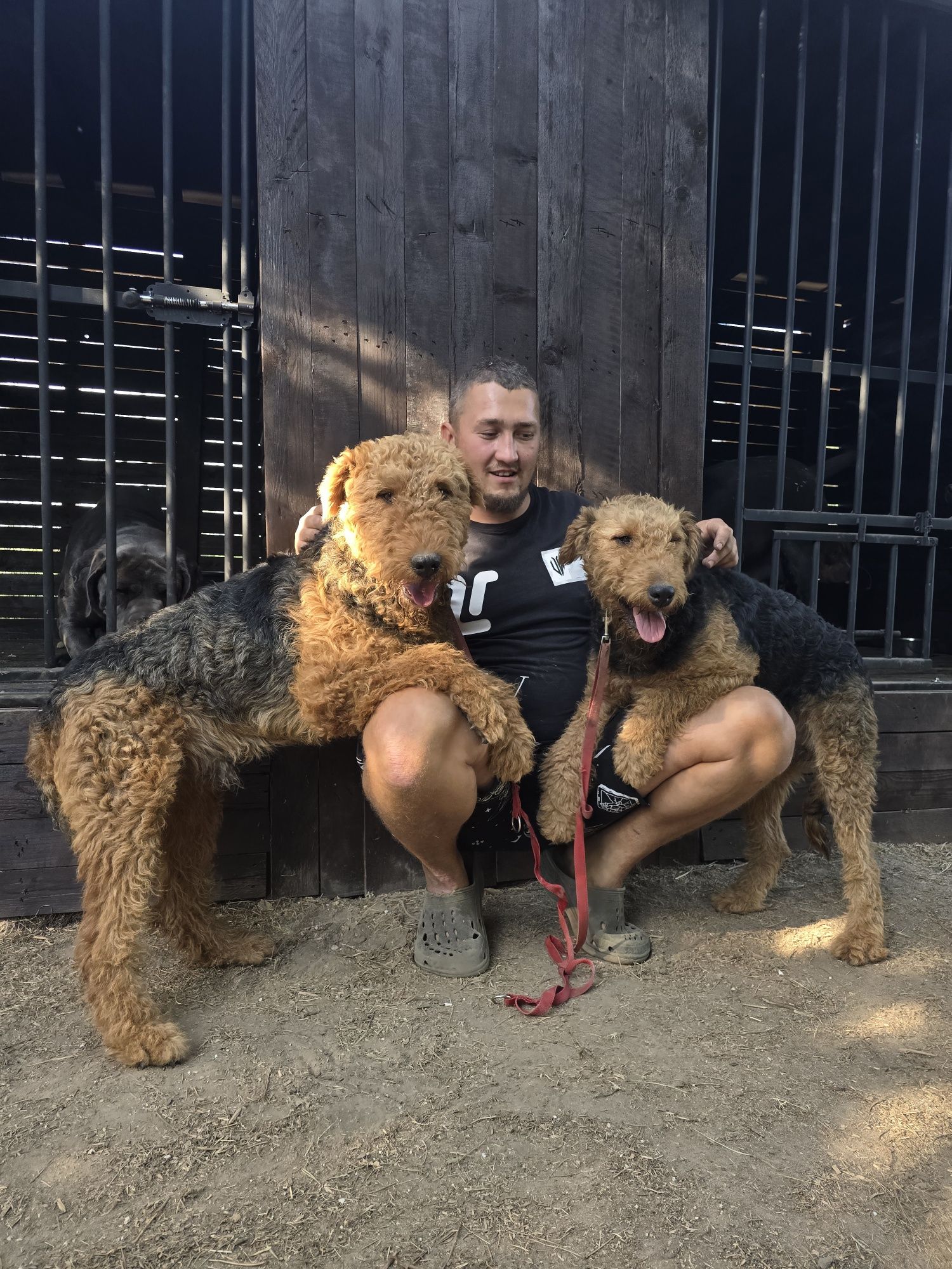 Airedale terrier pies