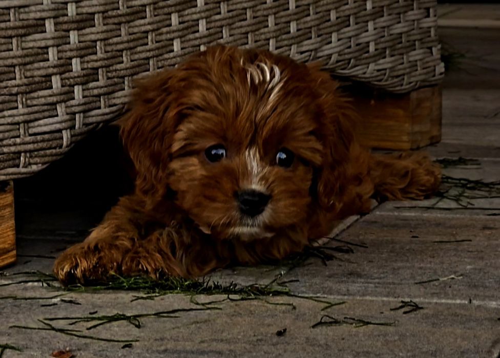 Cavapoo  śliczna sunia/Red
