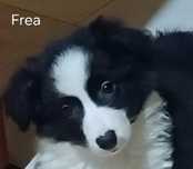 Frea sunia Border Collie gotowa na zmianę domu