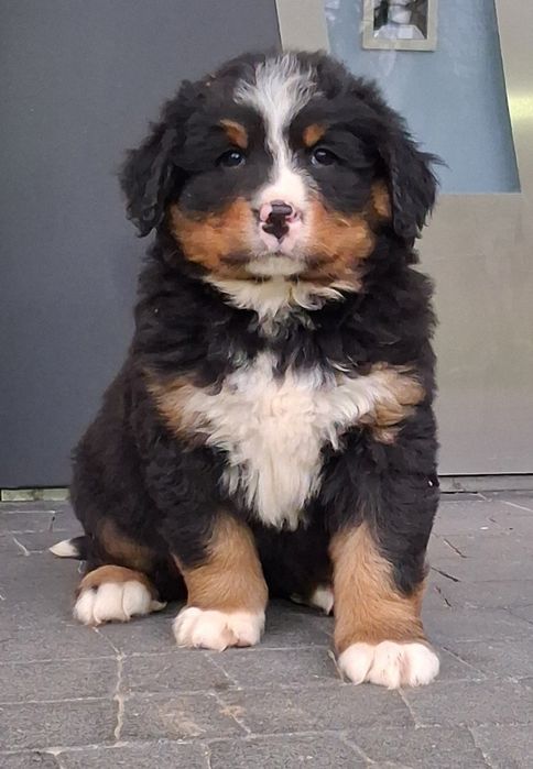 Berneński Pies Pasterski