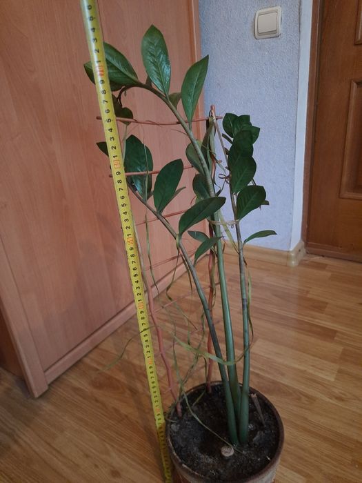 Вазон доларове дерево