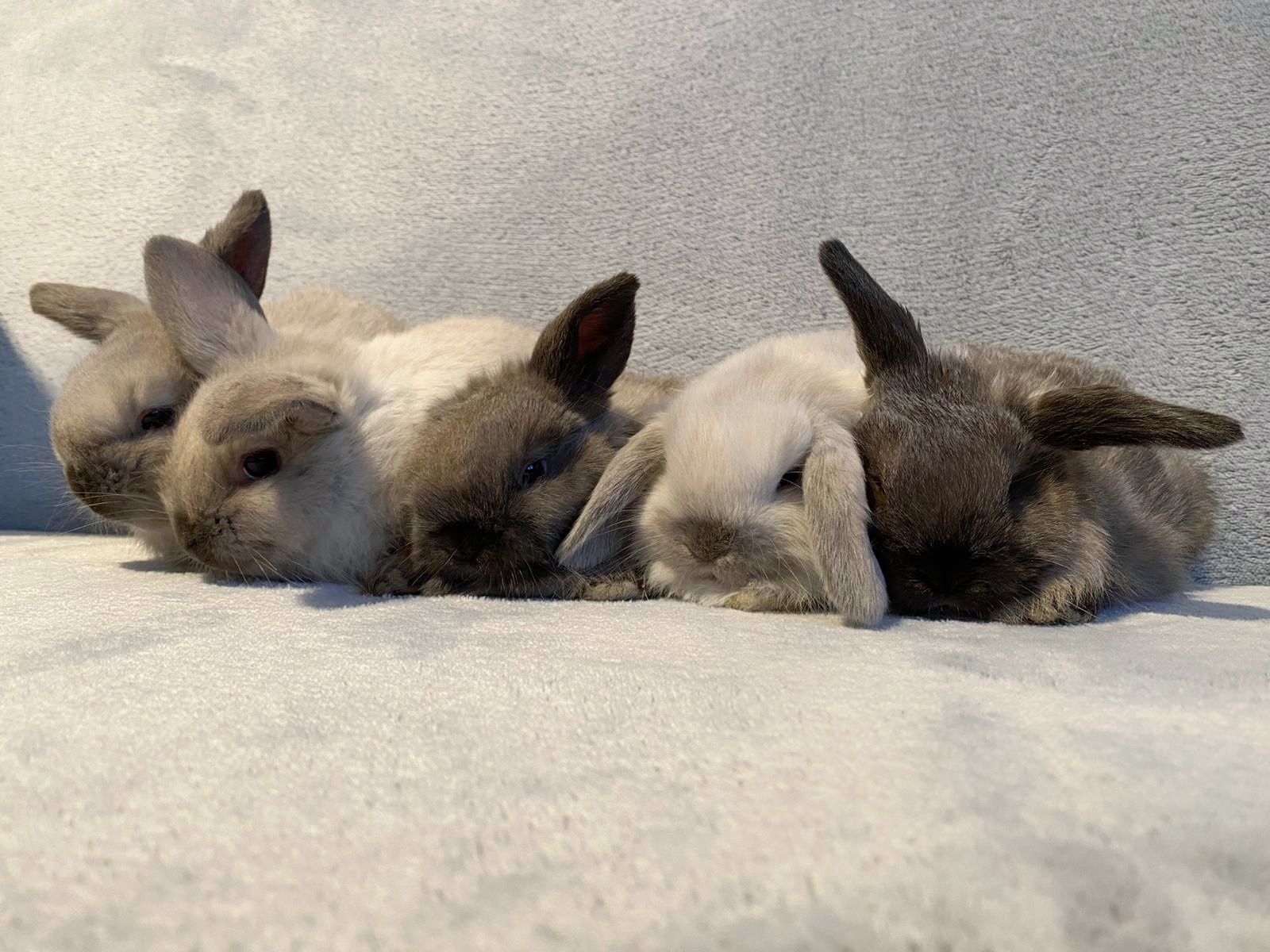 Karzełek Baranek - Mini Lop