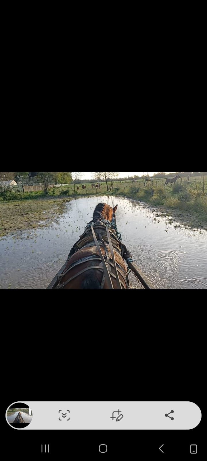 Cavalo engatado e montado