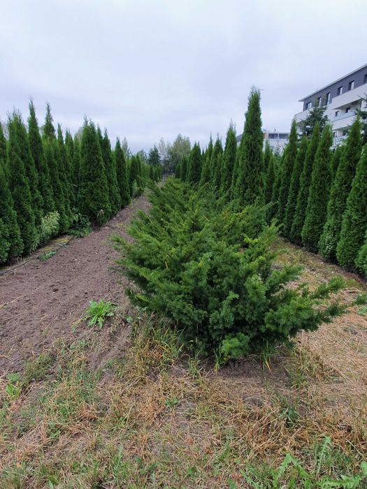 Cis HICKSII Densiformis TAXUS 200 cm kopany maszyną SZKÓŁKOWANY