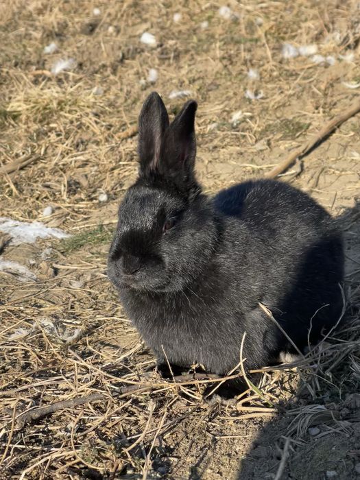 Кролики. Полтавське срібло