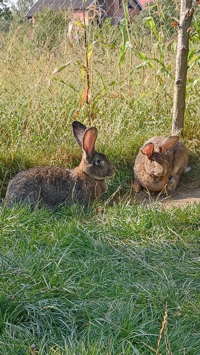 Бельгійці,кролі,самички