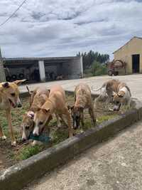 Whippets para adocao