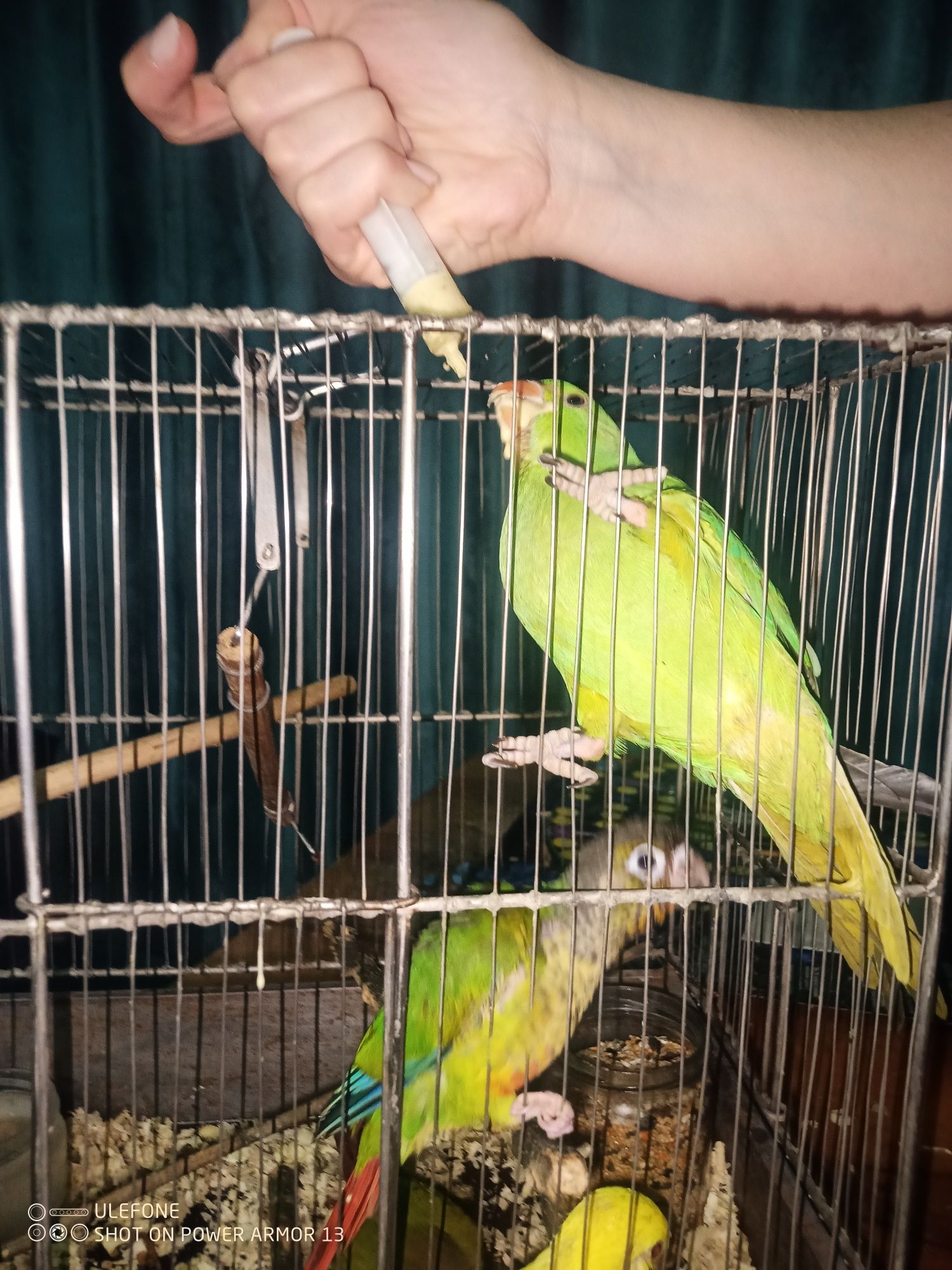 Папуги викормлені з яйка