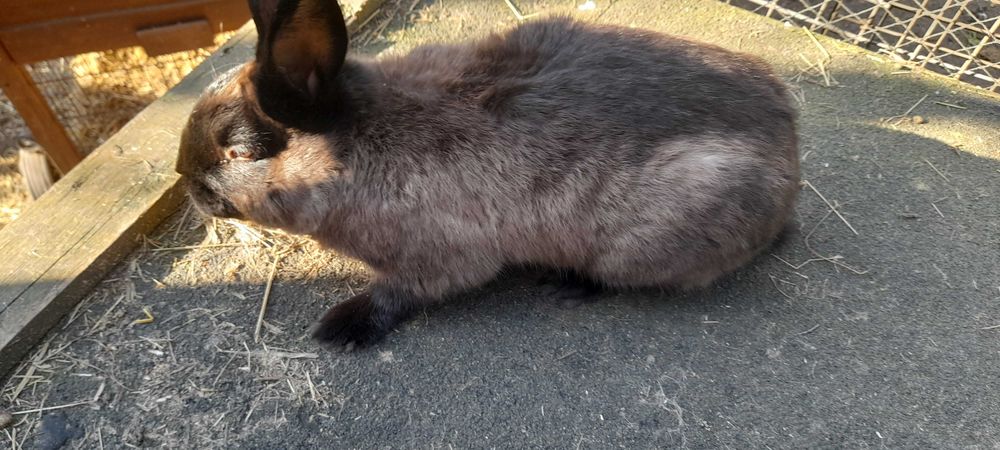 KUNA Wielka Brązowa i Niebieska