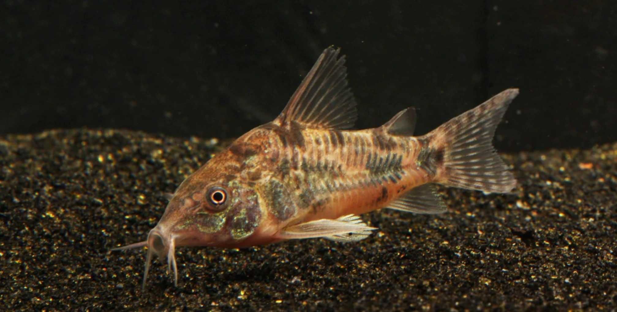 Kirysek pstry - Corydoras paleatus - Kirys - dowóz, wysyłka