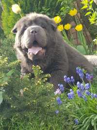 Shar pei bear coat  piesek Figaro