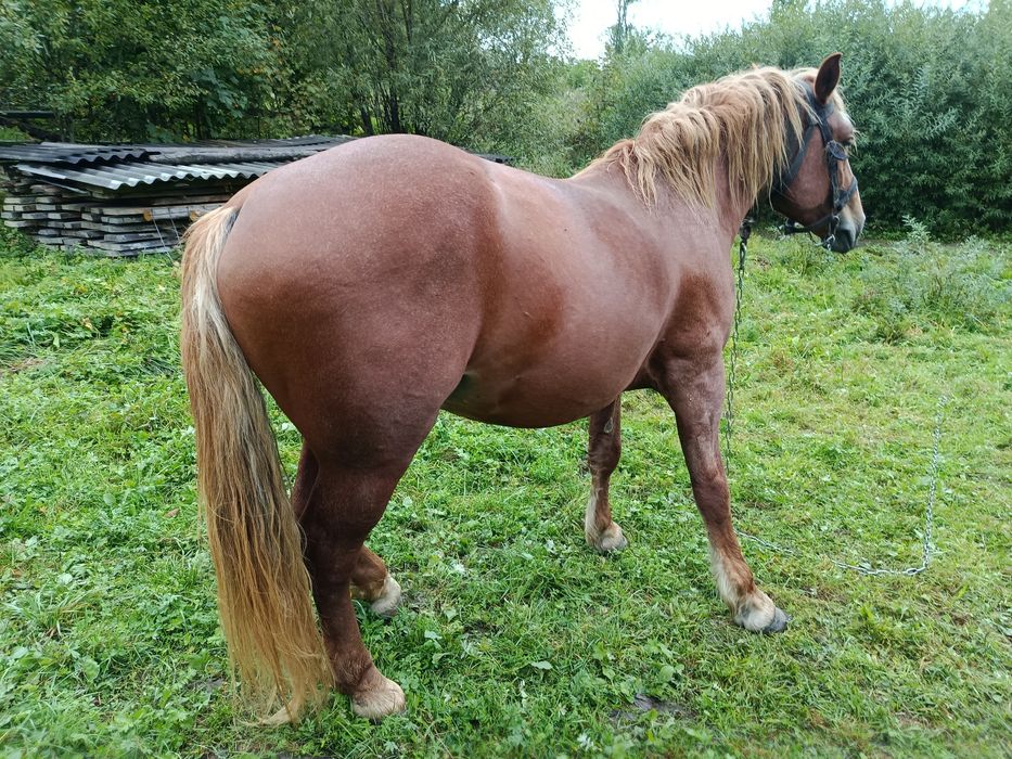 Продам сильного коня