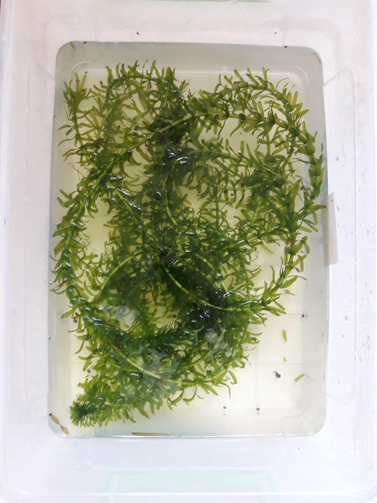 Акваріумні рослини елодея валіснерія сагітарія рибки