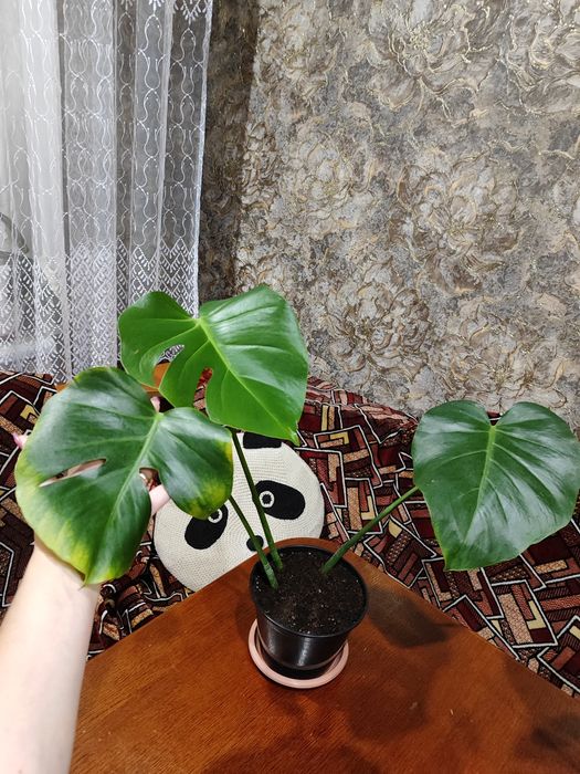 Продам верхушку красивой монстеры