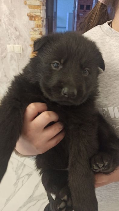 Цуценята німецької вівчарки  чорного окрасу!!!