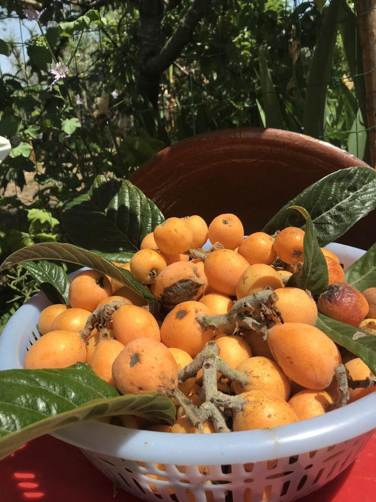 Fruta da época, Marmelos, Figos da Índia, Diospiro (mole)Nêsperas bio