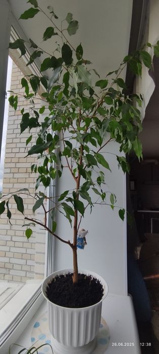 Фикус Бенджамина