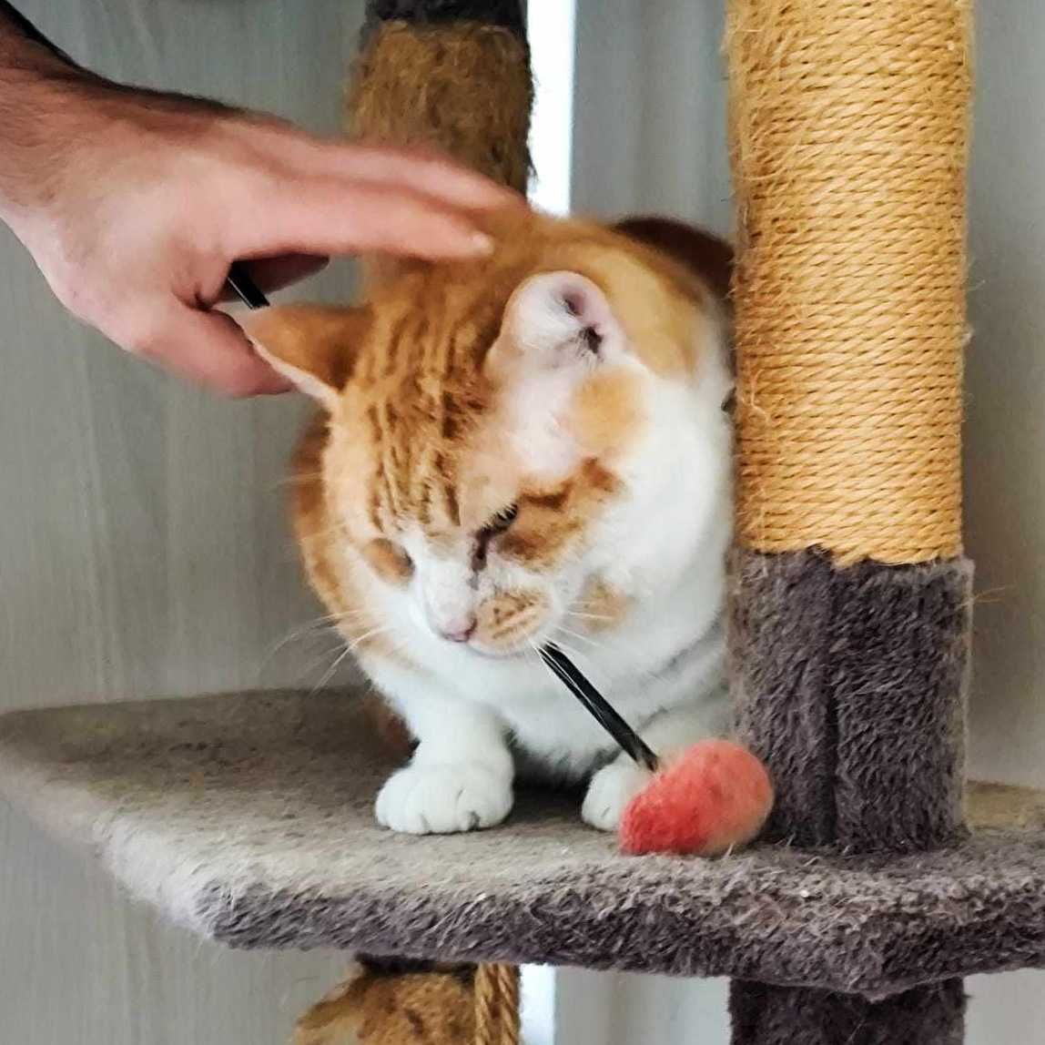 Setúbal / Margem Sul / Lisboa — ROCKY, gatinho para adoção