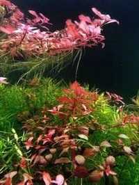 Ludwigia Mini sp. Red - sadzonka- łodyga