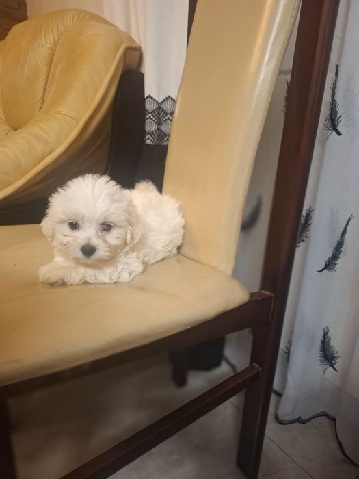 Suczka shih-tzu szczeniak