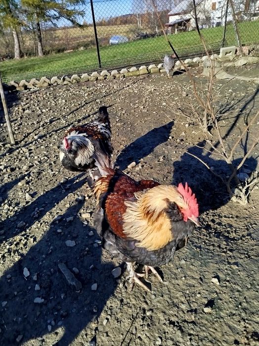 Koguty faweroli łososiowej