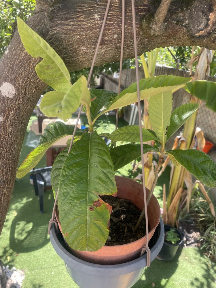 Pe de nesperas varios tamanhos