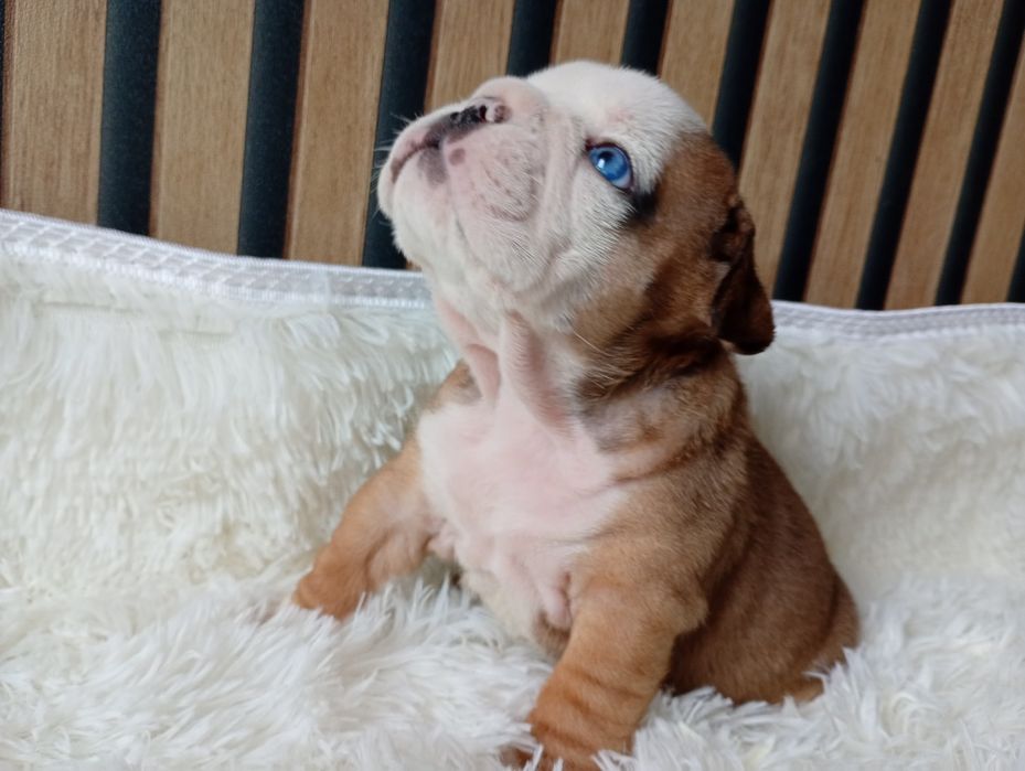 Buldog angielski szczeniak