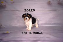 Biewer Yorkshire Terrier - chłopiec Zorro - do rezerwacji