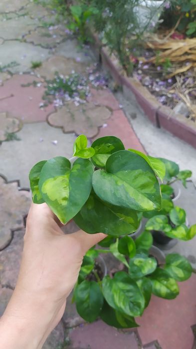 Епіпремнум Глобал Грін, марбл планет