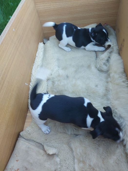 Suczka  Jack Russel Terrier