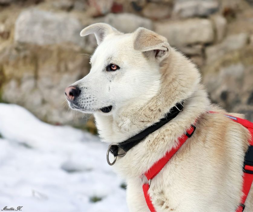 Młody, piękny nieco skryty kundelek.Śnieżnobiała sierść i cudowne oczy