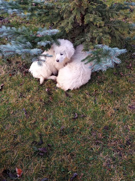 Owczarki podhalańskie