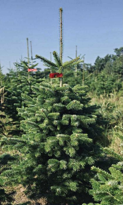 jodła kaukaska donica 1.00-1.50 świerki choinki