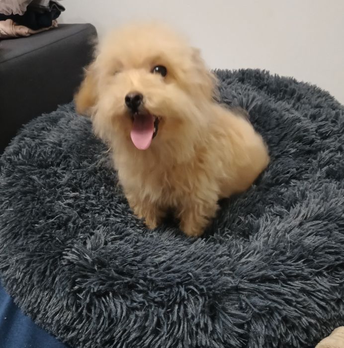 Bichpoo/Poochon chłopiec