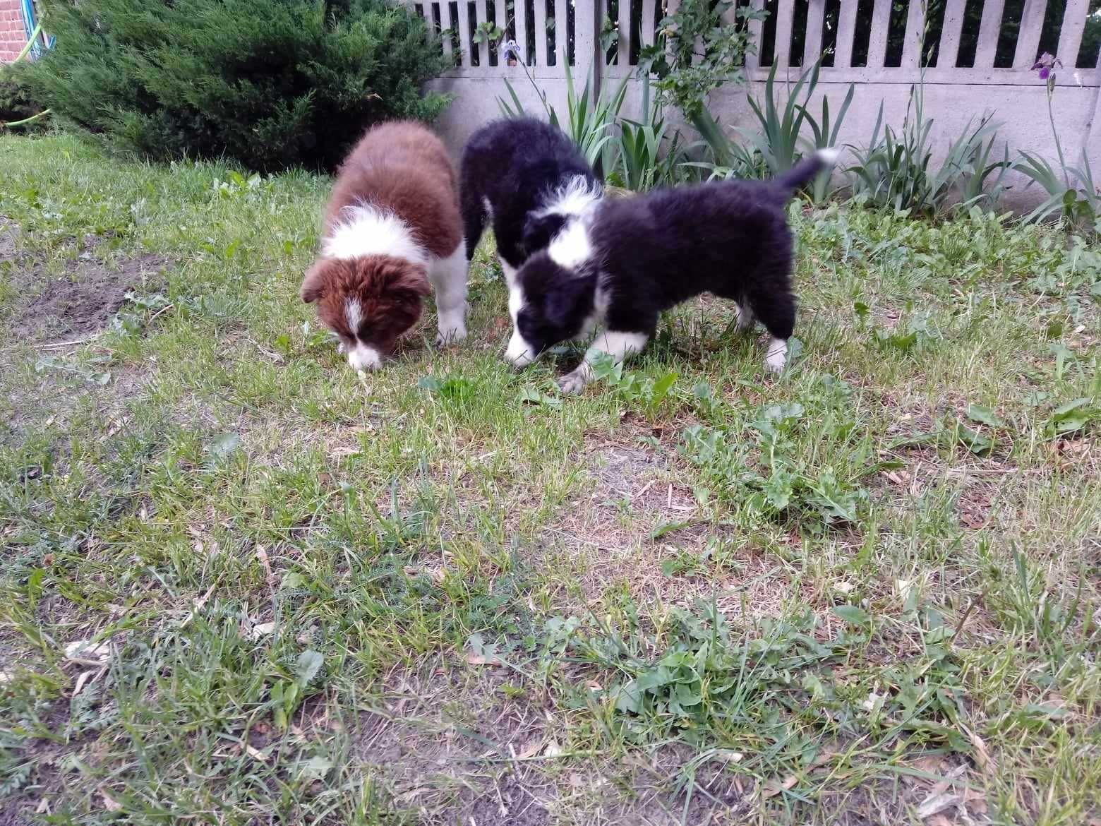 Border Collie szczeniak czarno biały